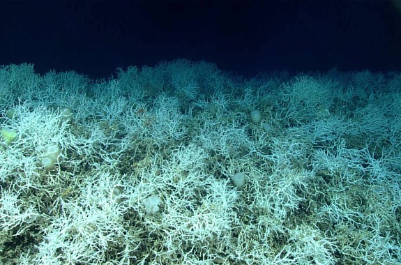 A large patch of white coral, looking like a pile of tumbleweeds, sit at the bottom of a dark ocean.