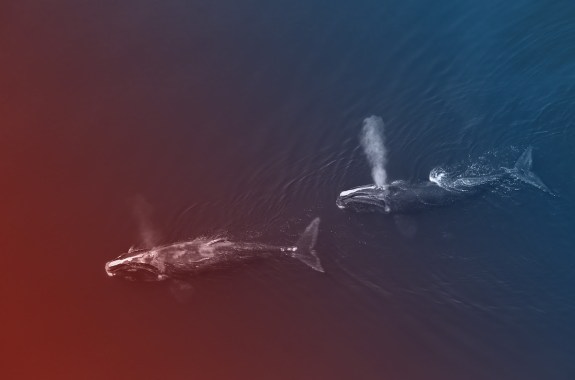 The Complicated Truths About Offshore Wind And Right Whales
