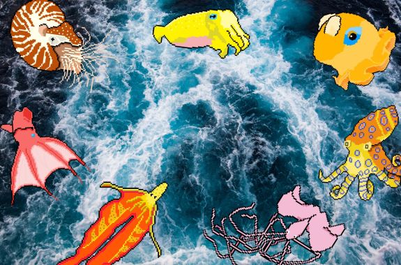 Cephalopod Week Is Back This Summer With Trivia Nights!