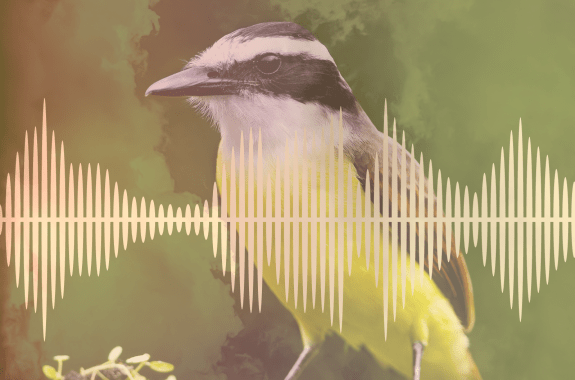 A kiskadee bird with a graphic of a sound wave over it.