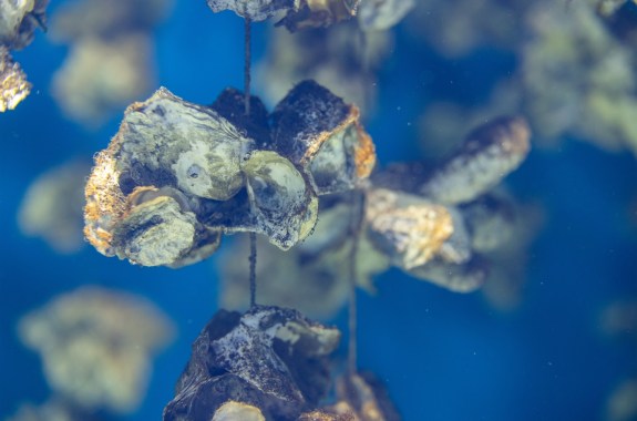 Aquaculture of the oyster under the sea