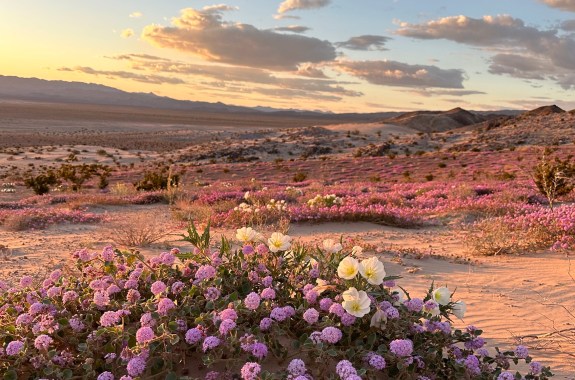 A desert landscape filled with blooming pink and white flowers.
