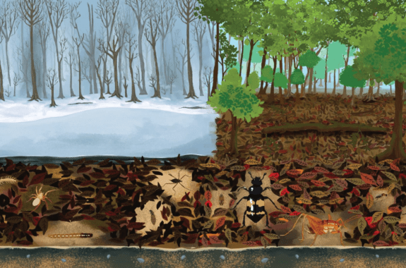 A side-by-side comparison of a forest in winter and summer, on the left snow covers the ground and spiders and centipedes live underneath the snow, and in the summer beetles and grasshoppers live under the leaf litter.