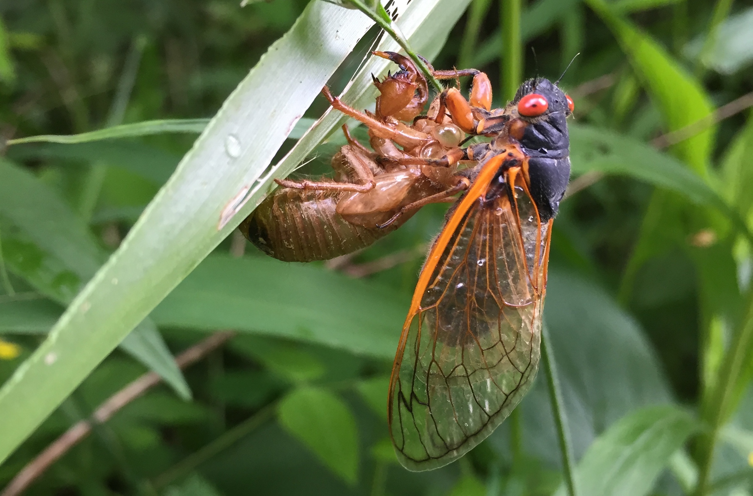 A large black insect with transparent wings hangs vertically off a shell of another insect clinging to grass.
