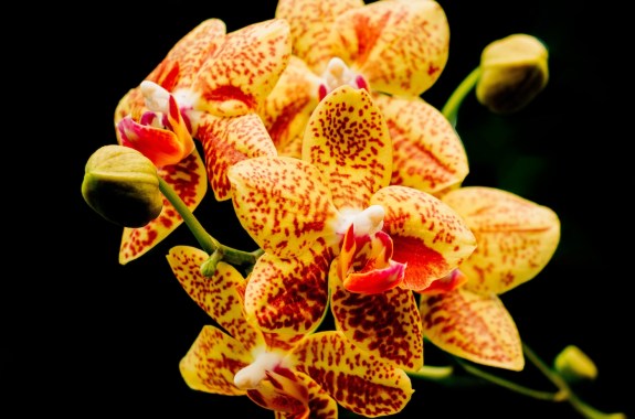 Red and yellow orchid flower on black background