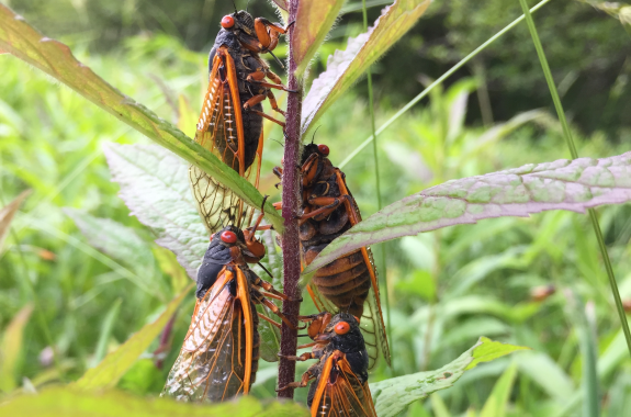 Four cicadas rest on the stem of a shrub.