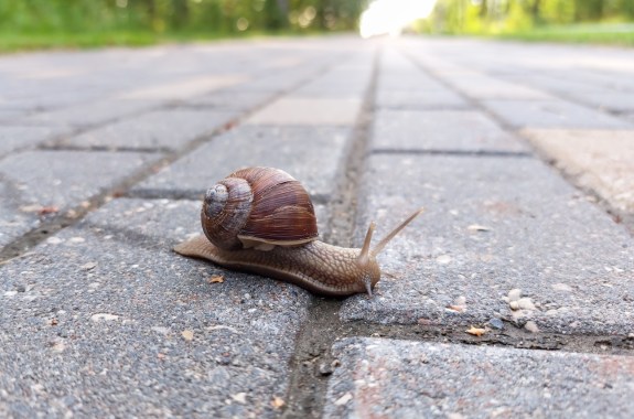 Small Roman snail or Burgundy snail (Helix pomatia) with light brownish shell crawling and crossing a brick pathway in a city in summer