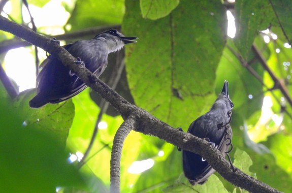 Two birds sitting on a branch in a tree.
