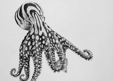 A black and white drawing of an octopus with dramatic stripes and spots