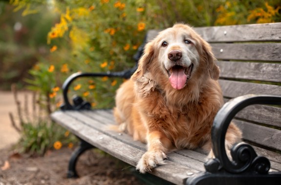 old golden retriever dog sitting on park bench in autumn with floral background