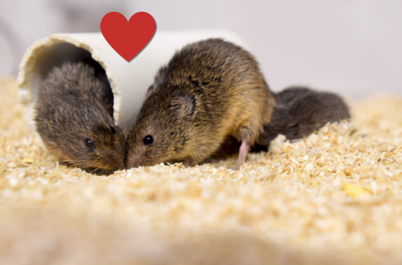 Two prairie voles touching noses
