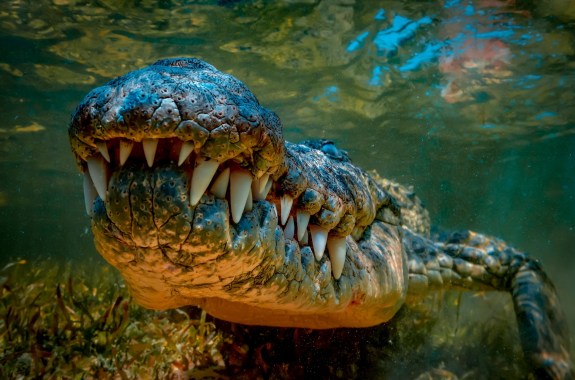 Underwater close-up of a crocodile's closed mouth as it hovers just under the surface of the water