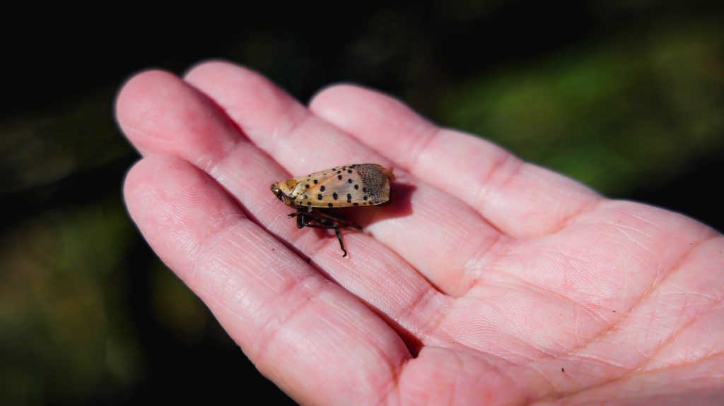 A hand holding out a brown bug with spots on its wings