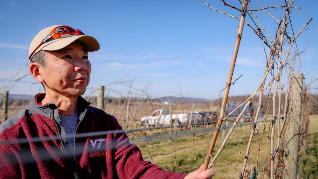 A man wearing a baseball cap holds sticks in a vineyard