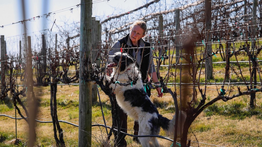 A woman with a dog, whose paws are resting on a fence in a vineyard