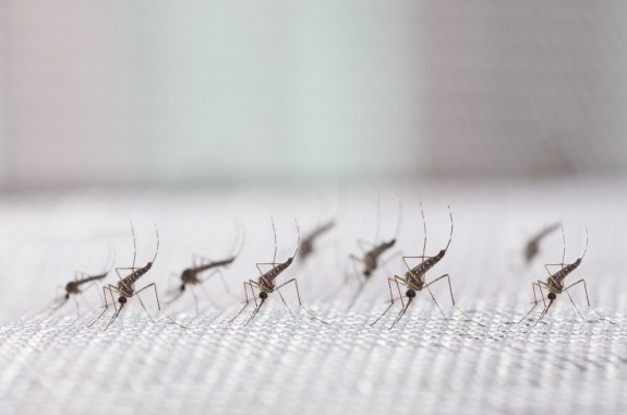 Several black mosquitoes standing on a white mesh, pointing their heads down