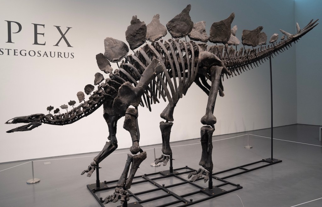 A stegosaurus skeleton on display in a clean gallery