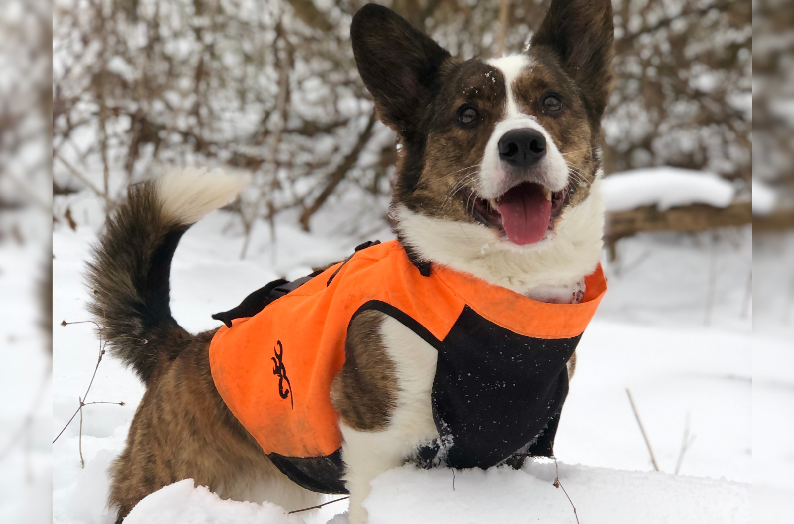 A cute corgi with an orange vest on in the snow.