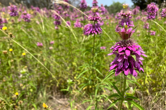 Bright purple flowers on tall green stems against a bright background