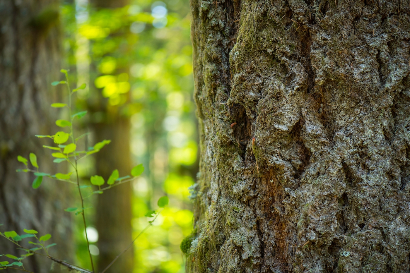 Close-Up 4K Ultra HD Image of Plane Tree and Douglas Fir Tree Bark