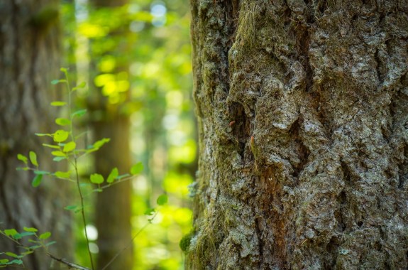 Close-Up 4K Ultra HD Image of Plane Tree and Douglas Fir Tree Bark