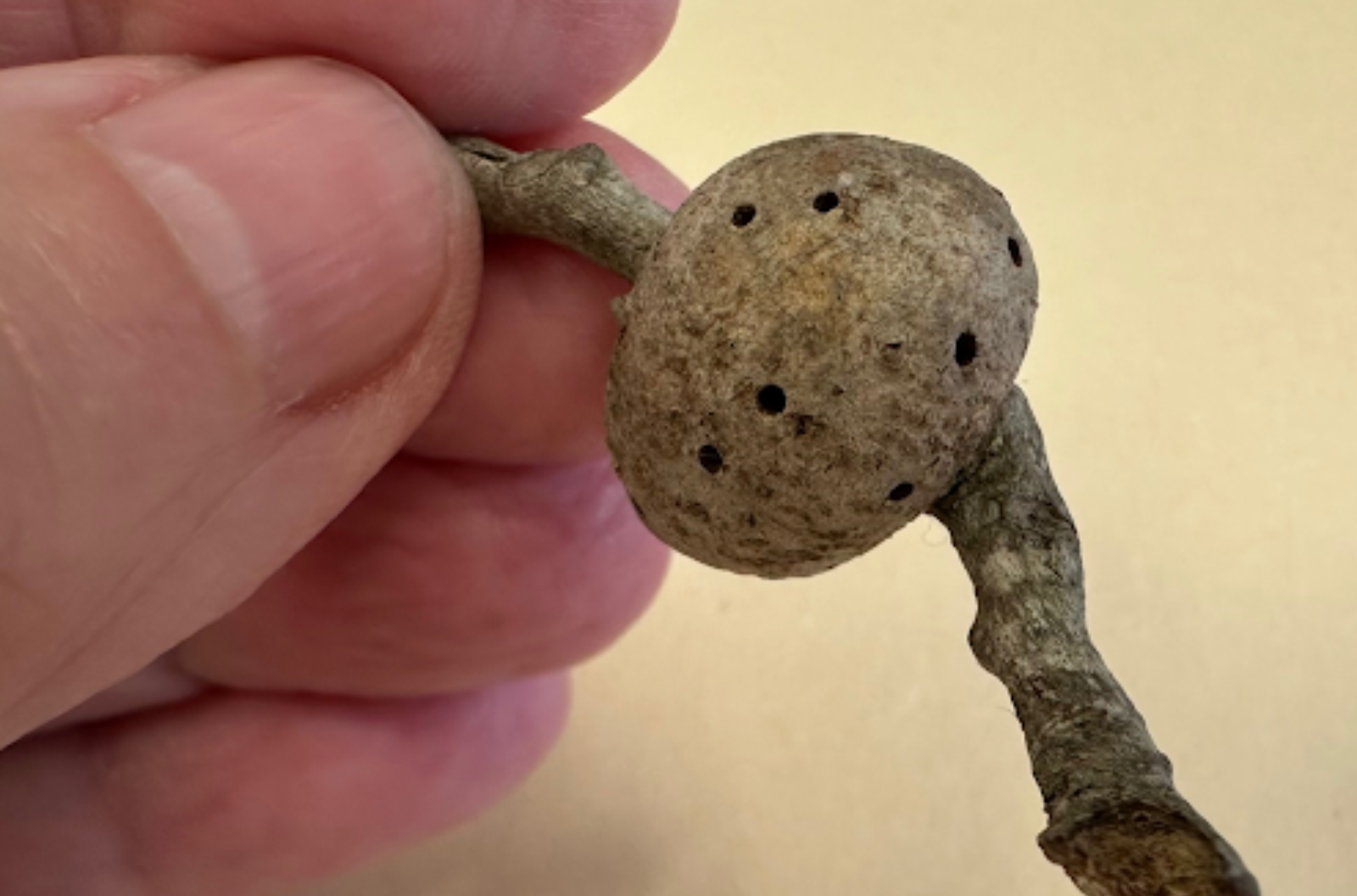 Close-up of a person’s fingers holding a twig with a brown woody ball that has small holes.