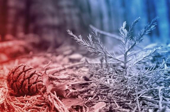 A pinecone on the ground