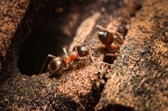 A close up of two brown ants on a dark tree trunk