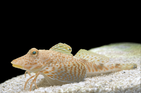 An orange and white fish with finger-like appendages touching the floor of its habitat.