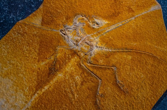 A flattened dinosaur skeleton fossil embedded in rock, which has what looks like wings.