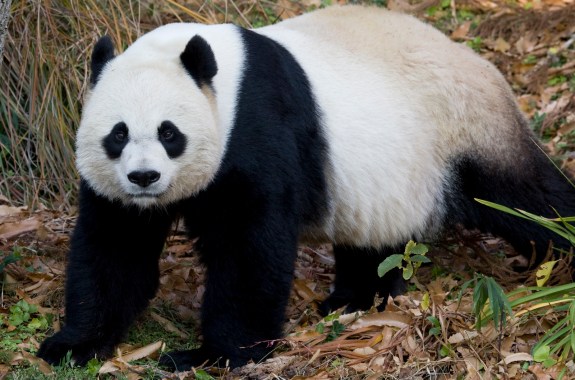 A giant panda standing on all fours.