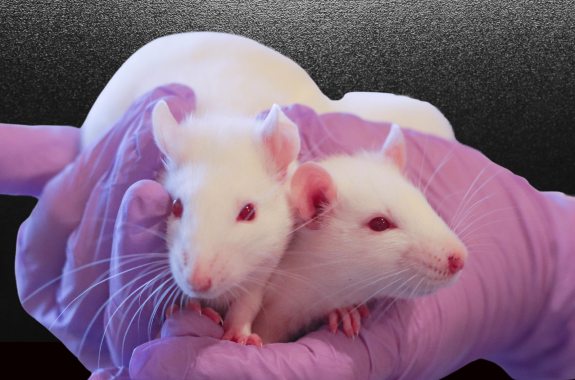 A pair of gloved hands holds two white rats with red eyes.