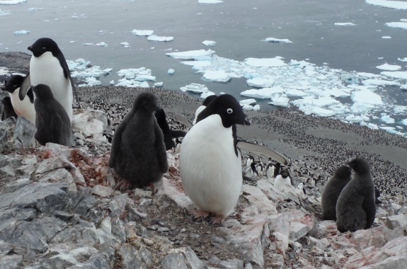 A group of penguins standing on a melting cliffside in Antarctica.