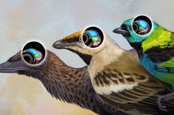 Three birds, ranging from most ancient on the left to modern-day birds on the right. In the center is Navaornis hestiae. All three birds have an illustration over their heads that shows how their brains have evolved over time.