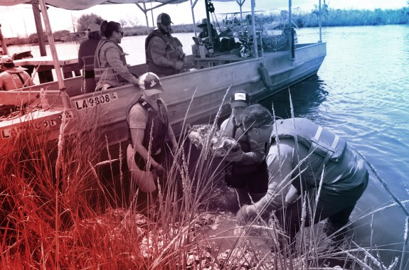 Using Oyster Shell Reefs To Counter Sea Level Rise In Louisiana