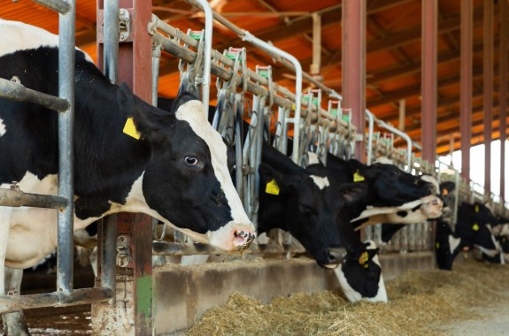 Row of cows eating hay in cowshed on dairy farm