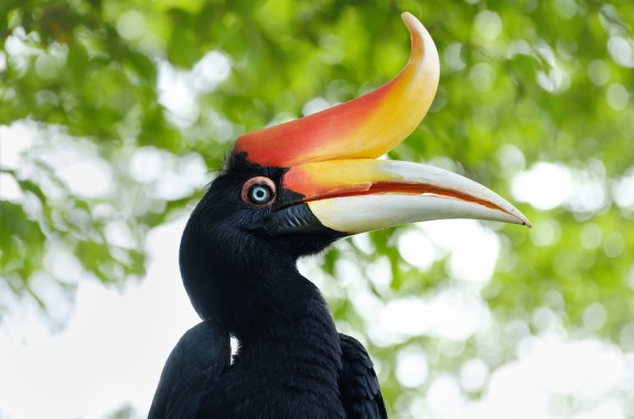 A close up of black feathered bird with a large bright orange bill.