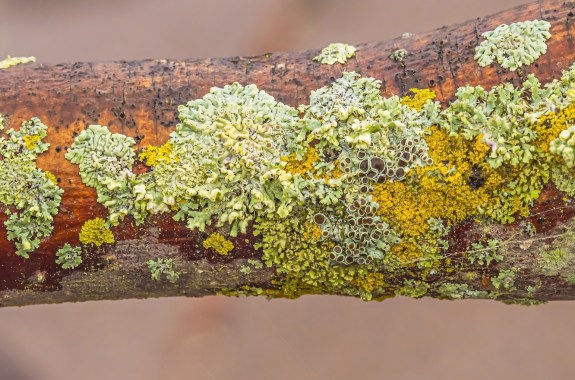 Leafy green lichens and orange lichens growing on wood.