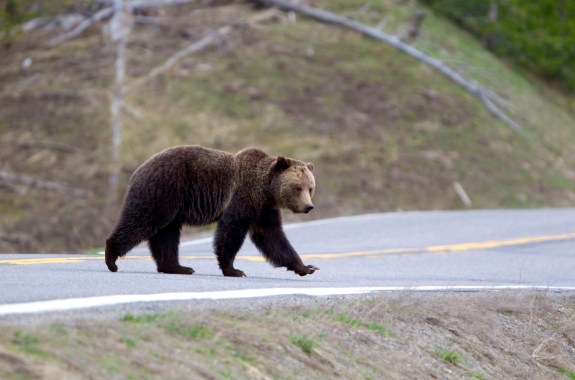 Grizzly Bear Ursus arctos horribilis - Yellowstone national park, Wyoming, United States of America.