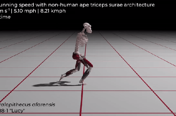 A virtual skeleton with no arms runs