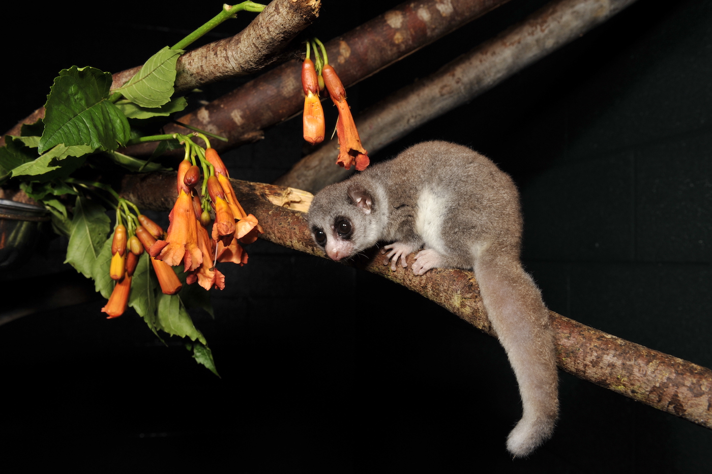 A large eyed, adorable furry creature stands on a tree branch, with orange flowers growing on it.