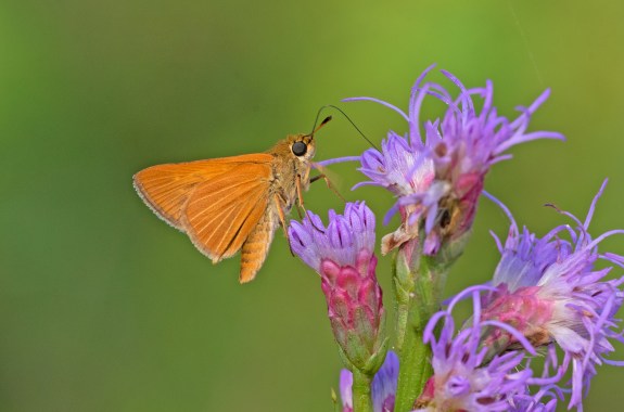 A delicate orange butterfly sitting on a bright purple flower
