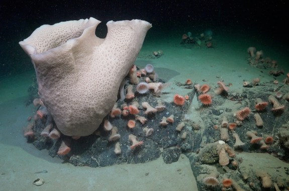 A large sponge, a cluster of anemones, and other life is seen nearly 230 meters deep at an area of the seabed that was very recently covered by the George VI Ice Shelf, a floating glacier in Antarctica