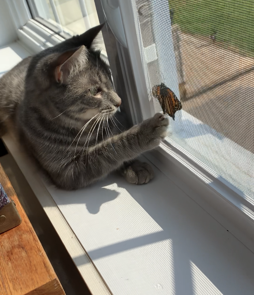 A cat holding a paw up to a window screen, where a butterfly is resting.