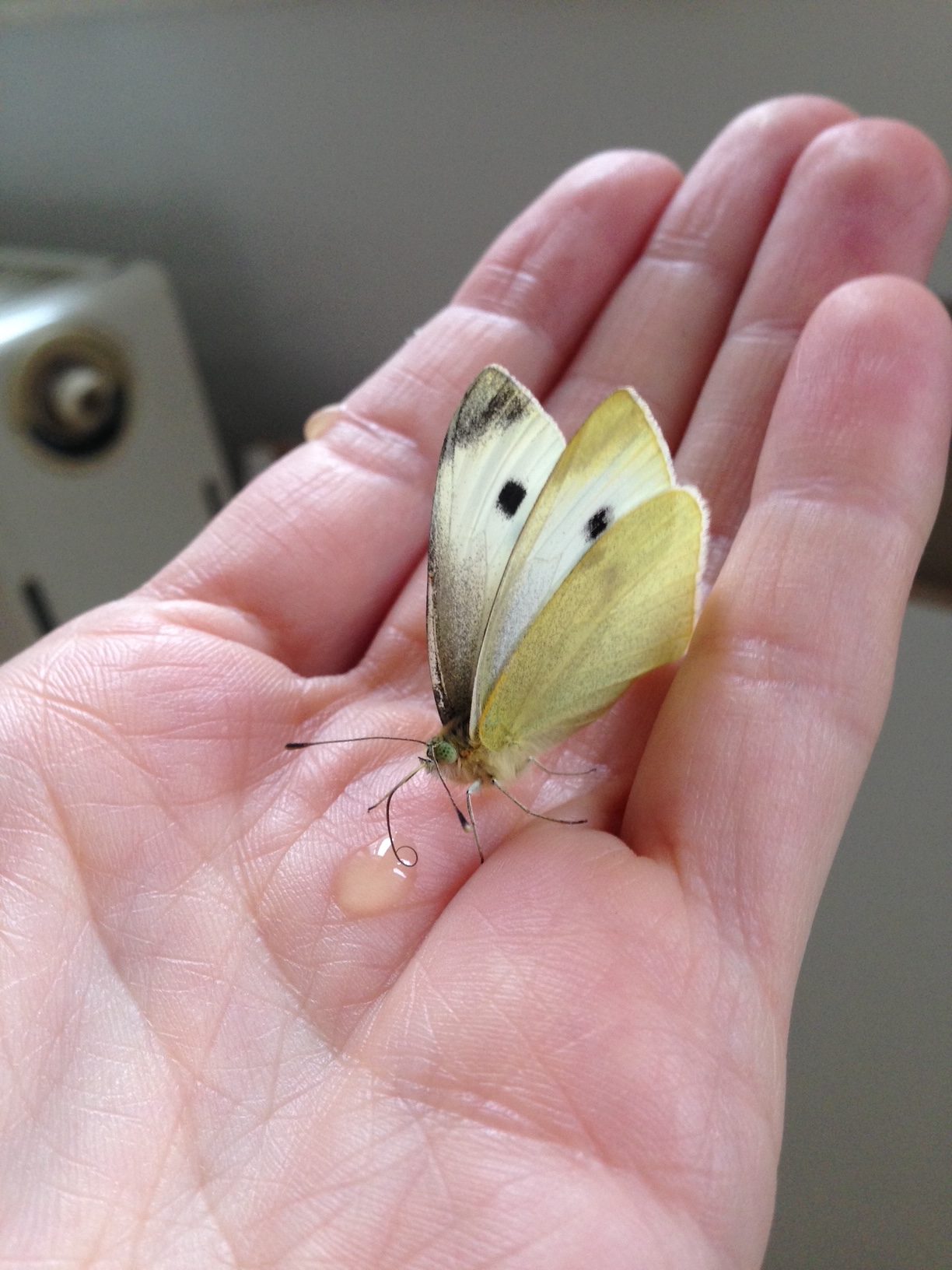 A hand holding up a yellow butterfly with a drop of sugar water in the palm