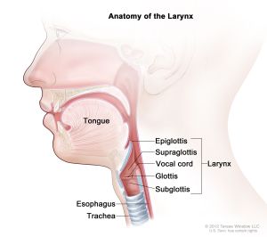 A side-view illustration of throat anatomy detailing the parts of the larynx.