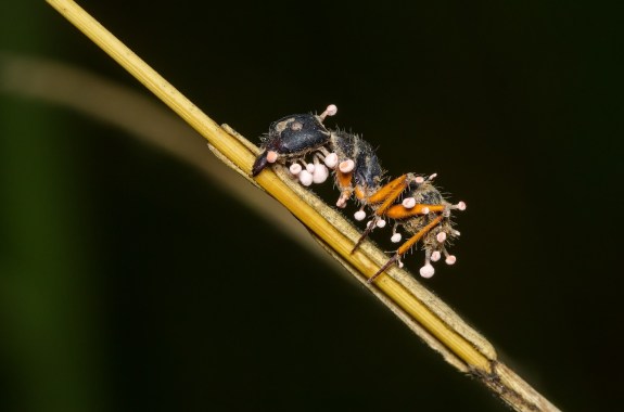 an ant with fungus growing out of it - ophiocordyceps
