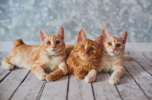 A photo of funny red american bobtail cats three months old on blured background