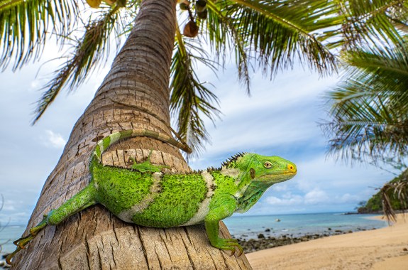 A bright green iguana sitting on a palm tree on an island shore.