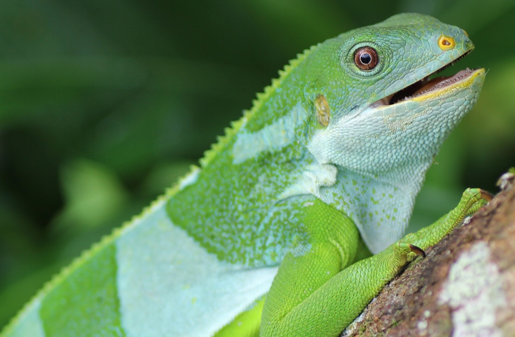 A green iguana with its mouth open, looking charming